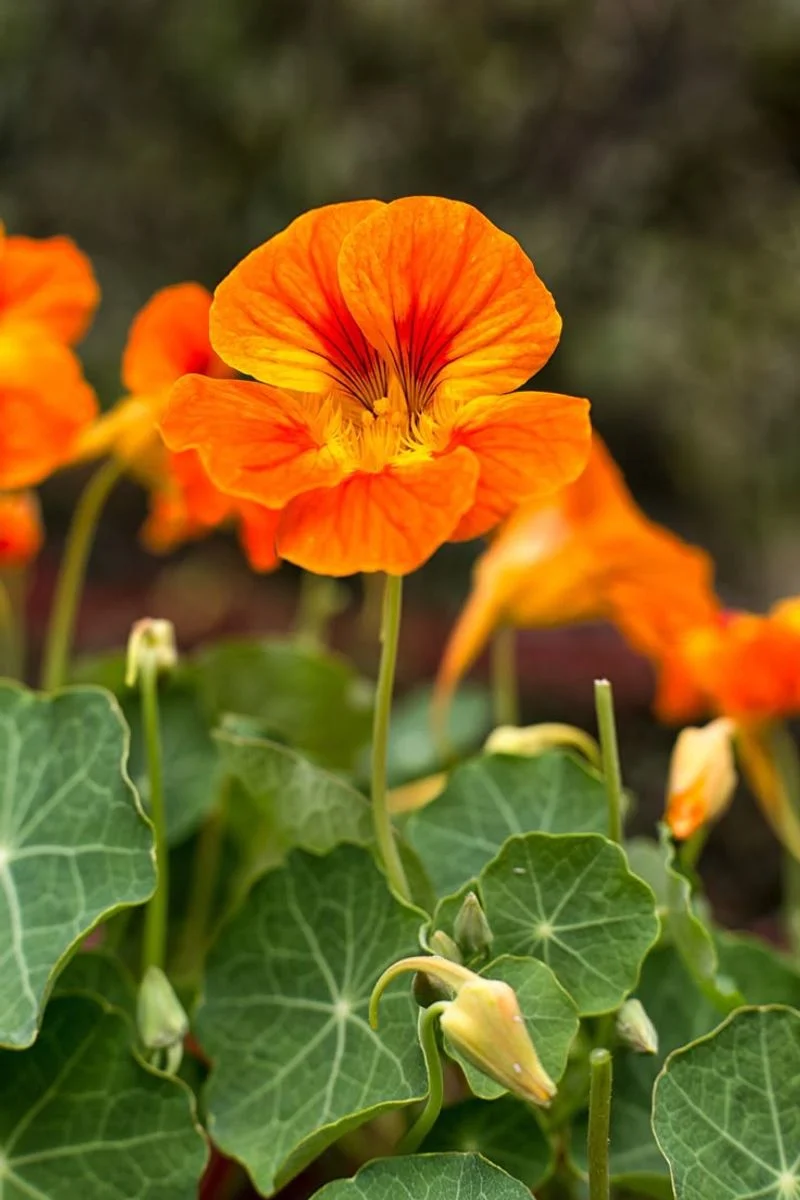 Nasturtium