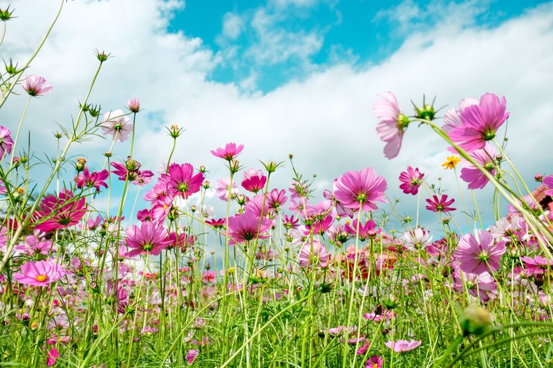 Cosmos