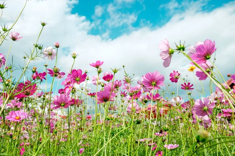 Cosmos