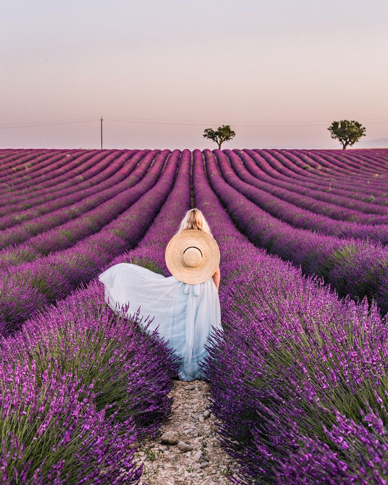 Lavender
