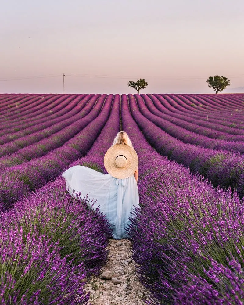 Lavender