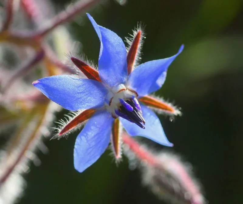 Borage