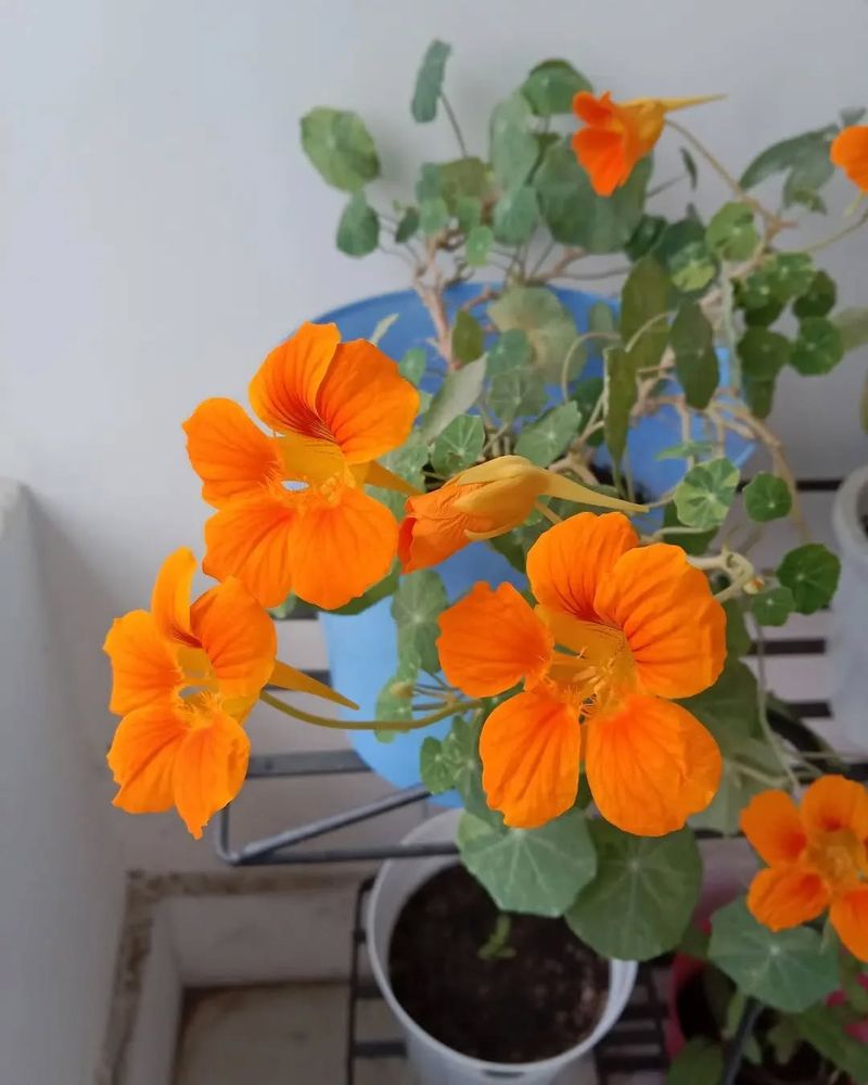 Nasturtium (Tropaeolum majus)
