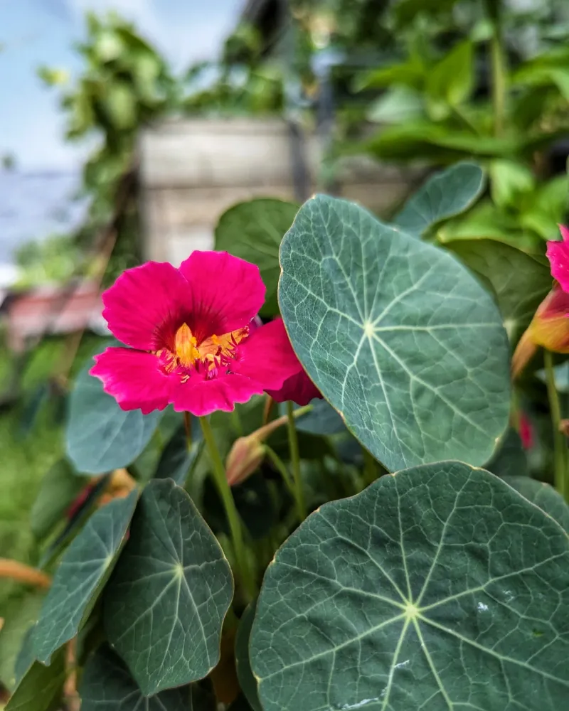 Nasturtium