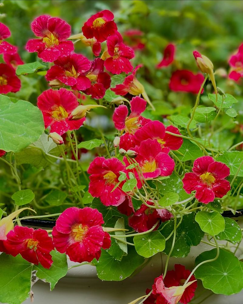 Nasturtiums