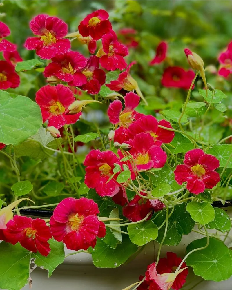 Nasturtiums