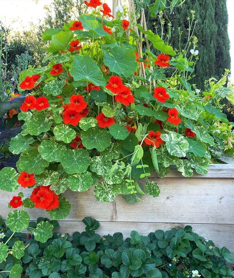 Nasturtiums