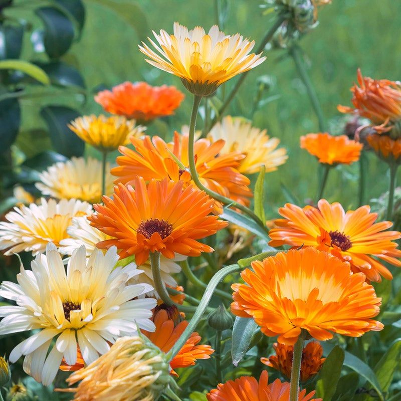 Calendula