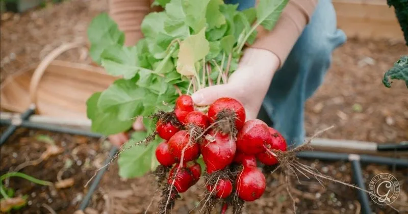 Radishes