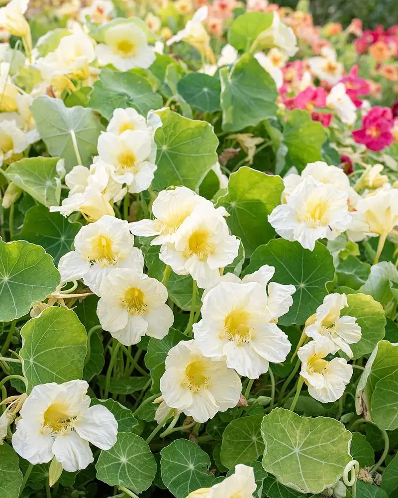 Nasturtiums
