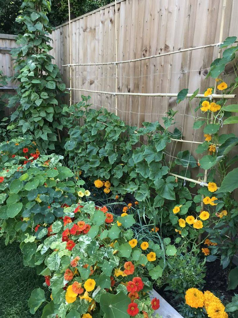 Nasturtiums and Cucumbers