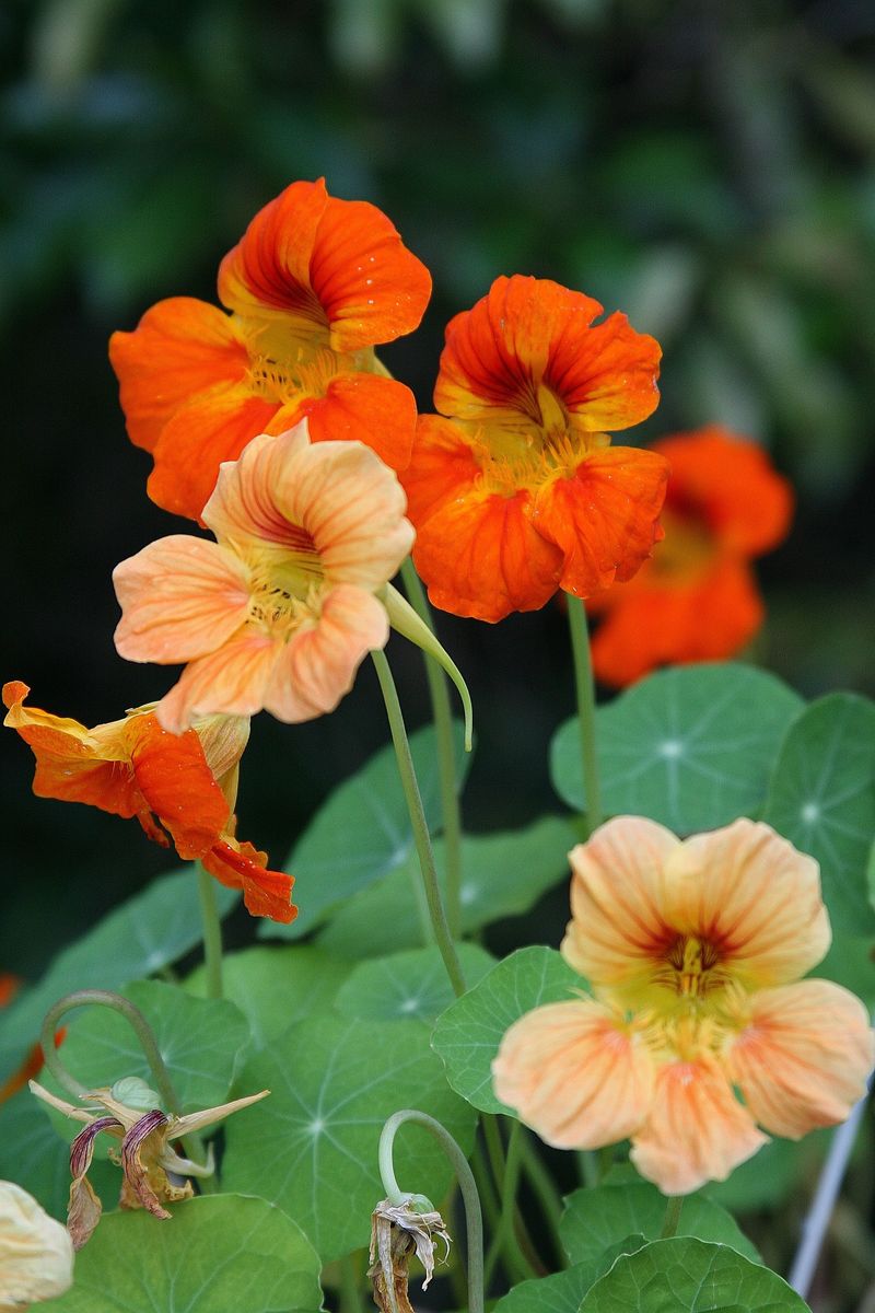 Nasturtiums