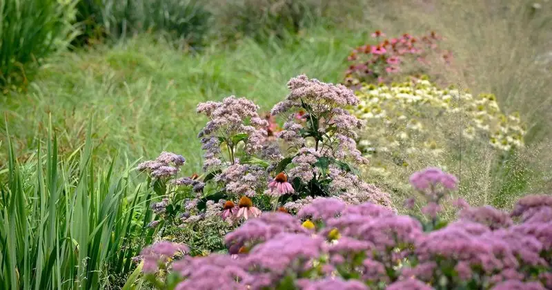 Pollinator Gardens