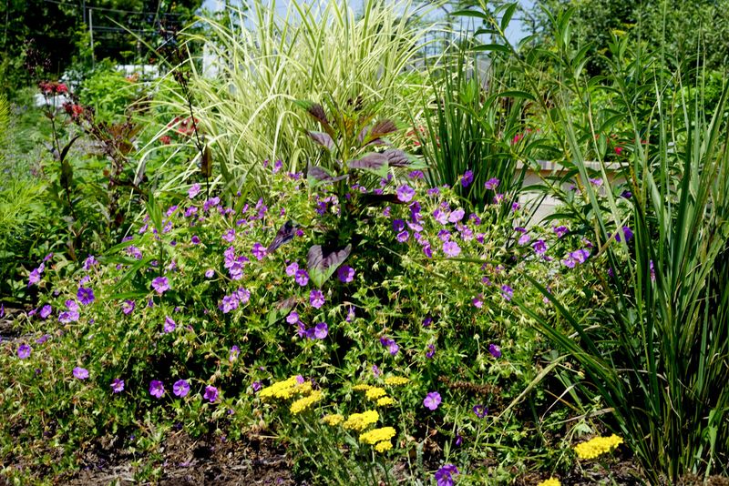 Native Plant Revival
