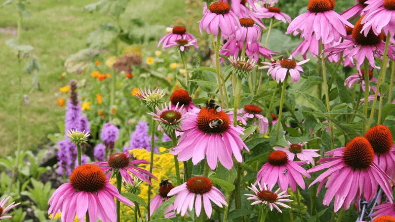Native Plant Varieties