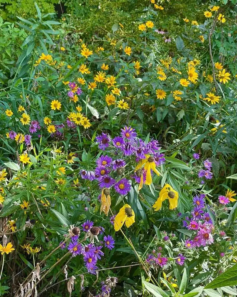 Native Plants