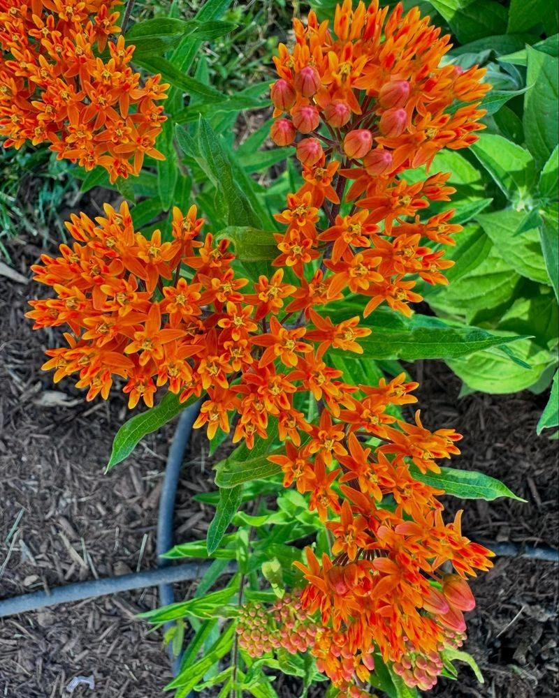 Native Wildflowers