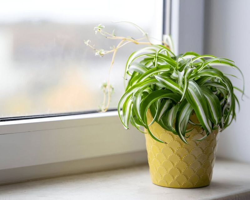 Natural Air Purifiers