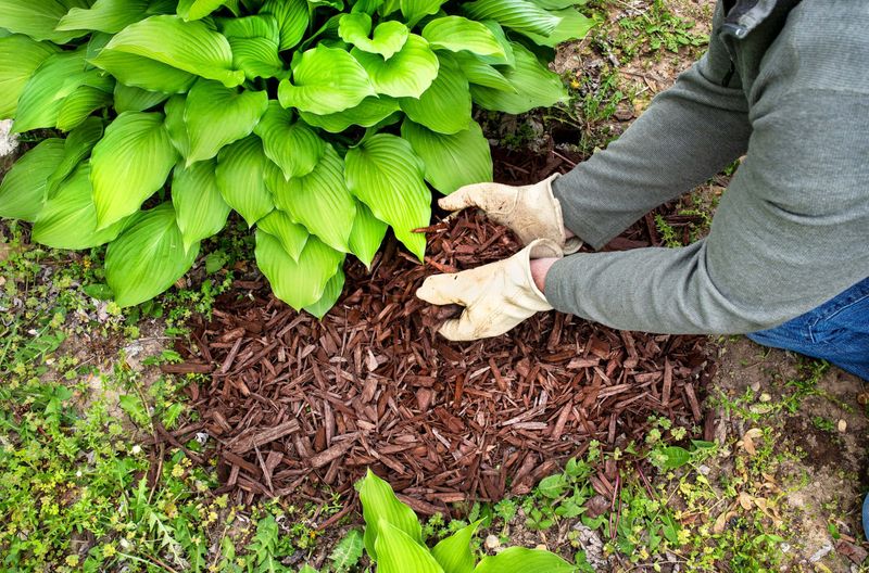 Natural Mulch Formation