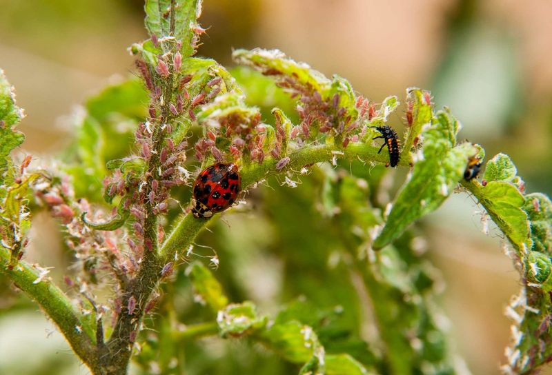 Natural Pest Control