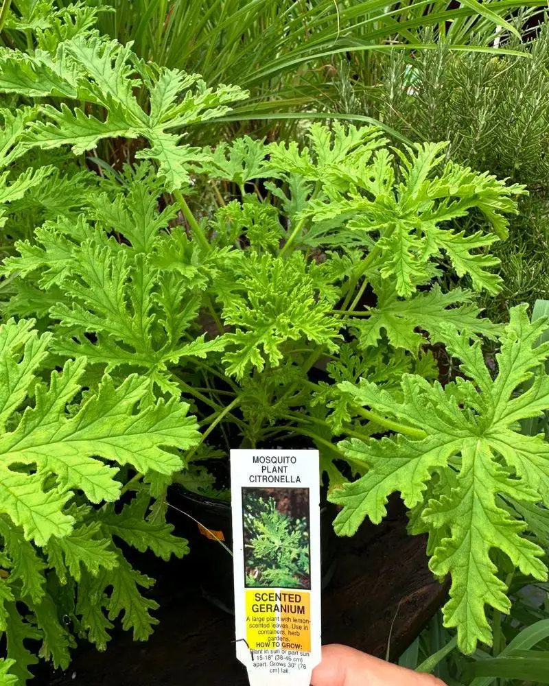 Natural Pest Deterrent