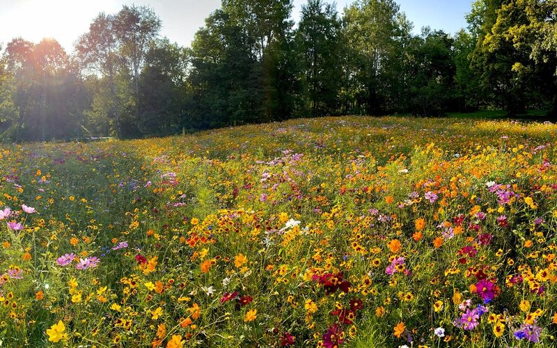 Wildflower Meadows