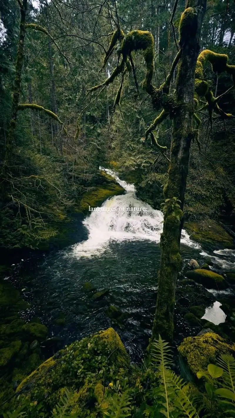 Nature Soundscapes