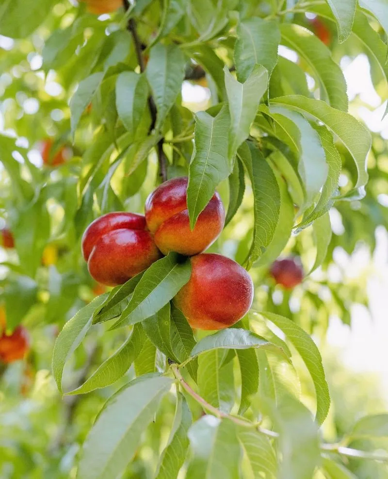 Nectarine Tree