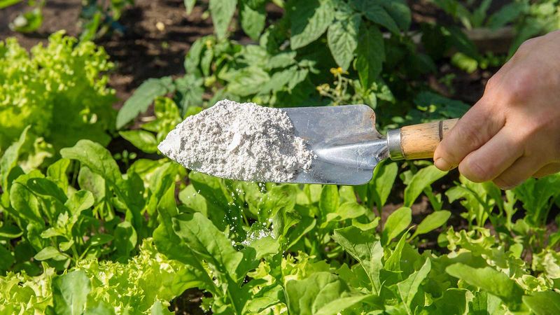 Diatomaceous Earth