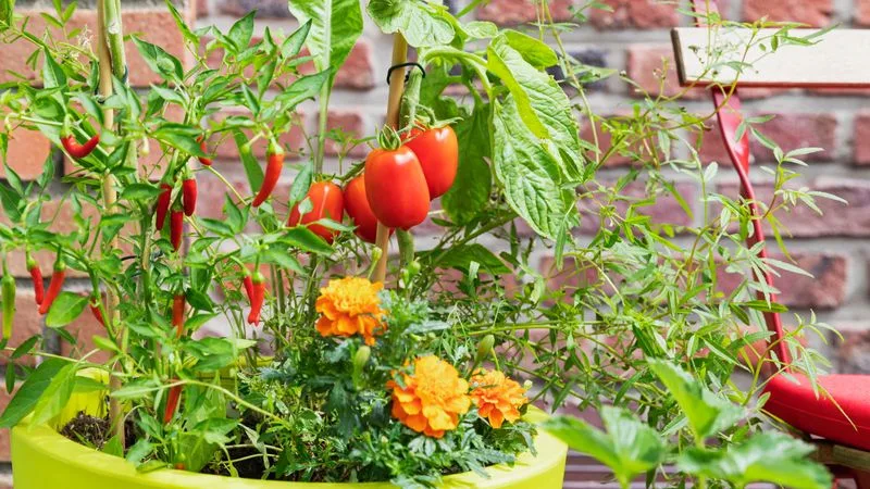 Companion Planting Techniques