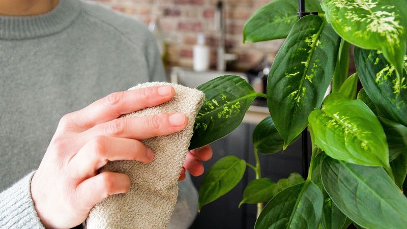 Neglecting Pest Control