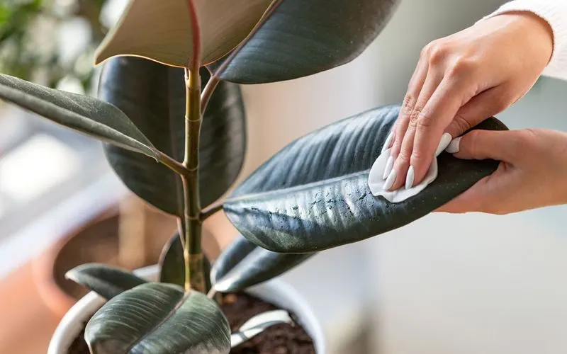 Neglecting Pest Control