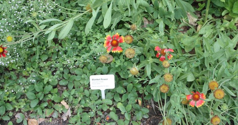 Neglecting Plant Labels