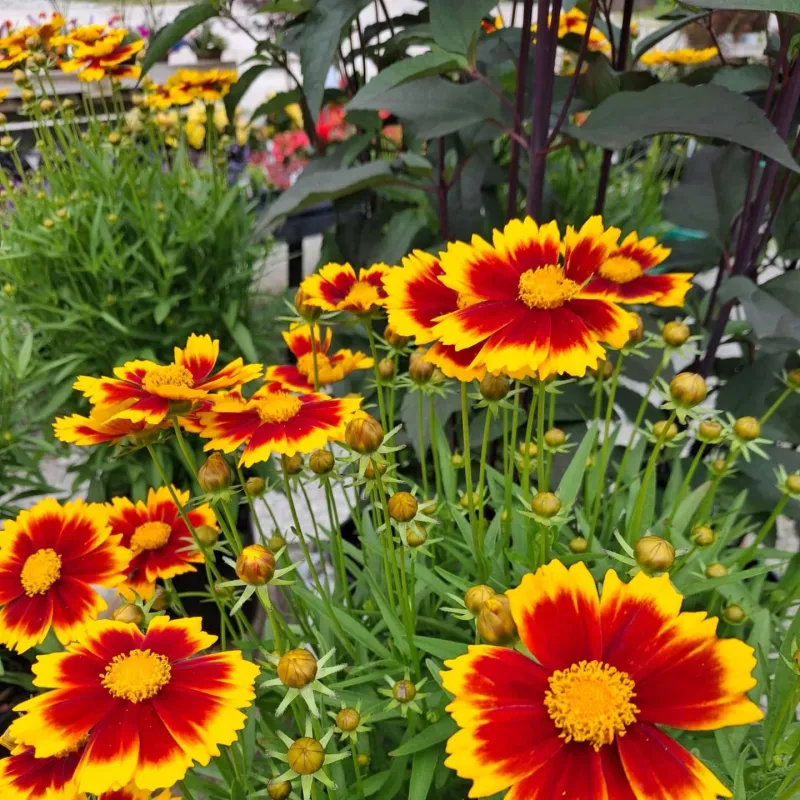 Neglecting Pollinators