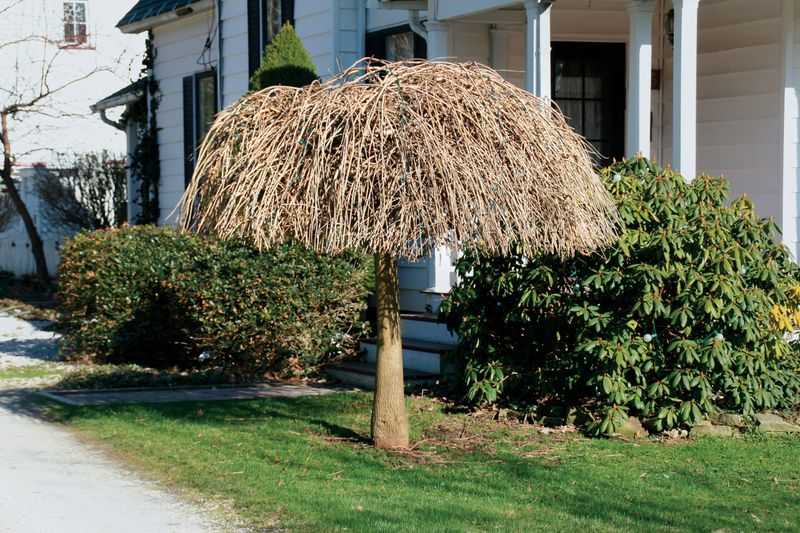 Neglecting Pruning
