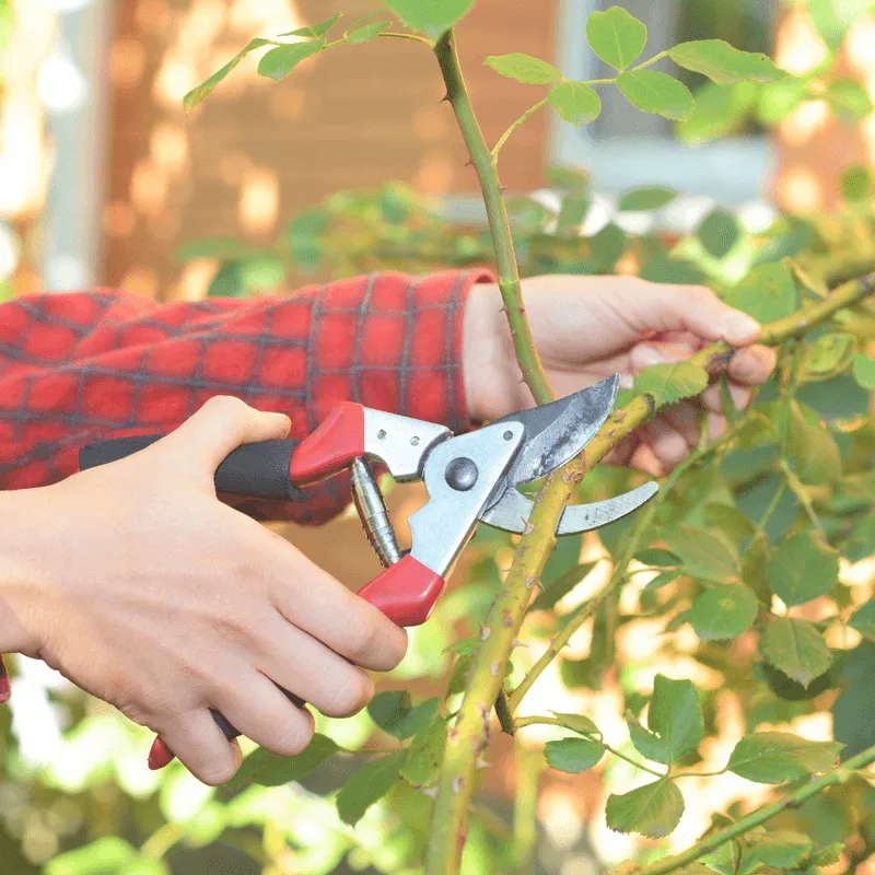 Neglecting Pruning