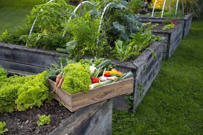 Raised Beds
