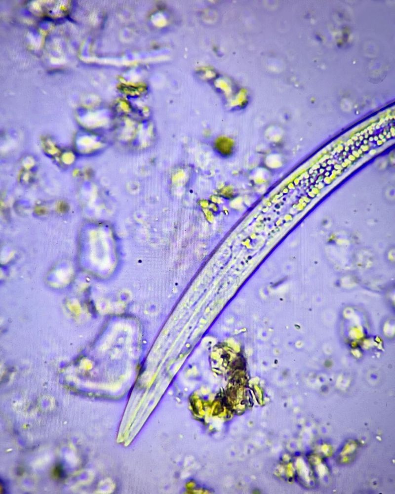 Nematodes
