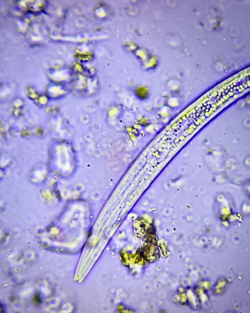 Nematodes