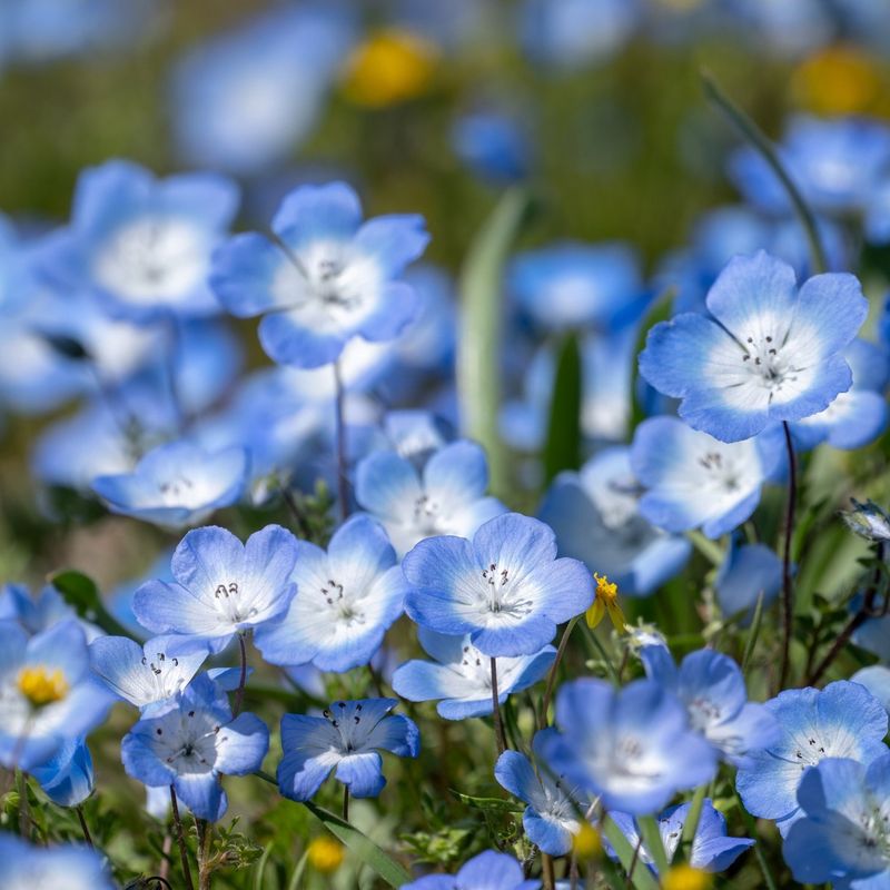 Nemophila