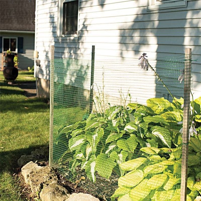 Netting: The Garden Protector