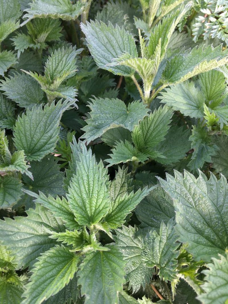 Nettle