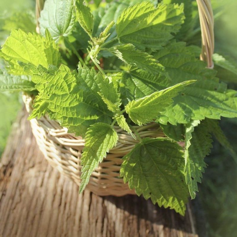 Nettle