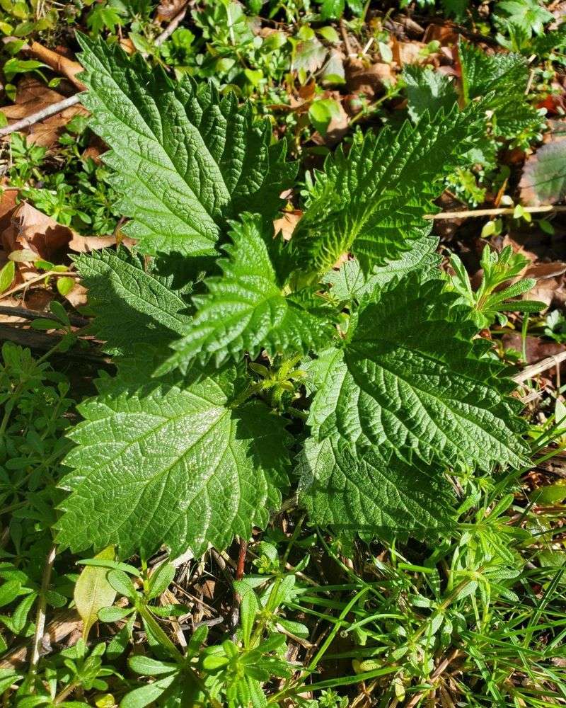Nettle: The Underrated Powerhouse