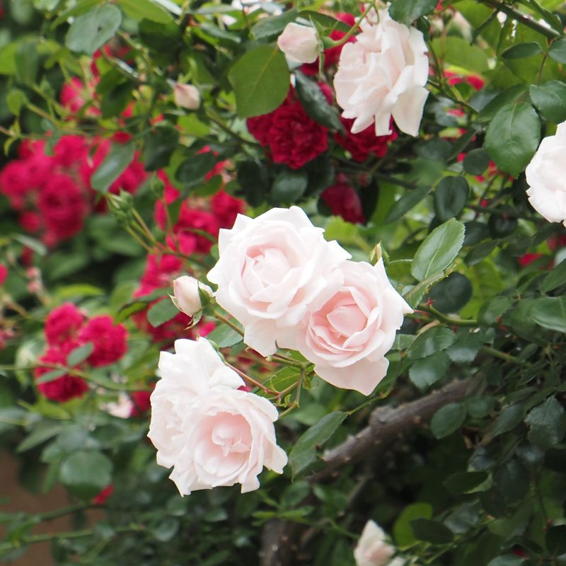 New Dawn Rose