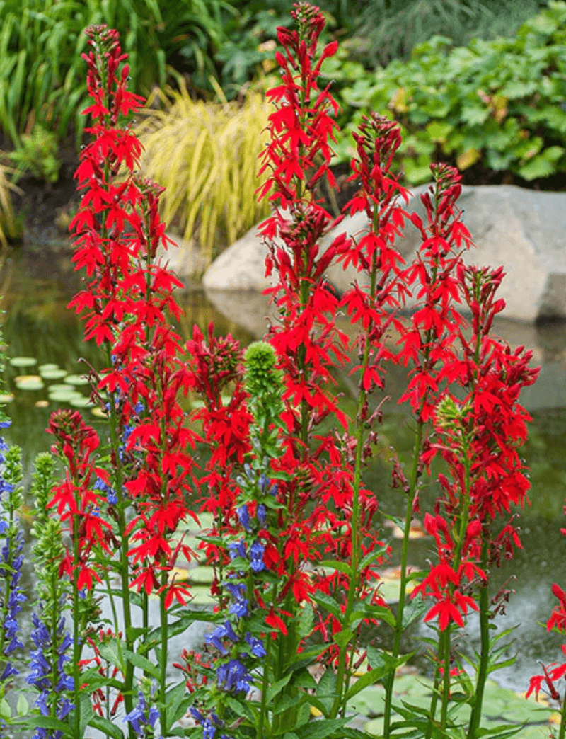 Cardinal Flower
