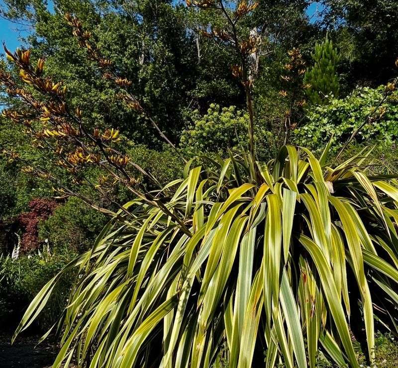 New Zealand Flax