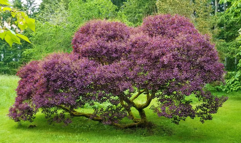 Smoke Tree (Cotinus coggygria)