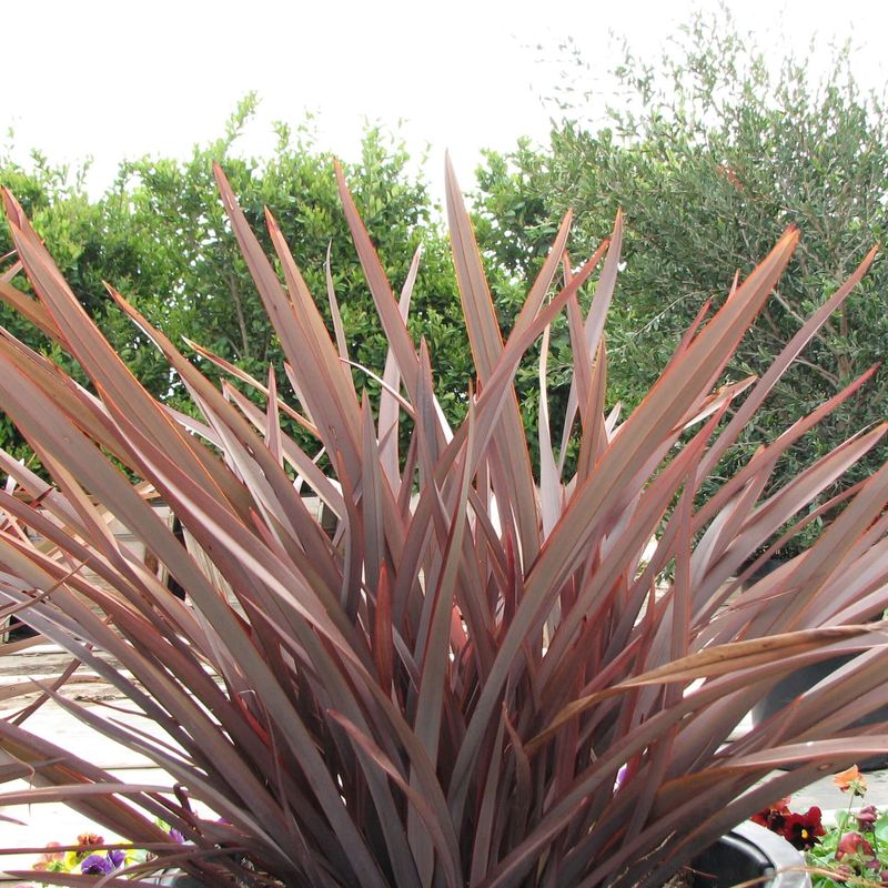 New Zealand Flax