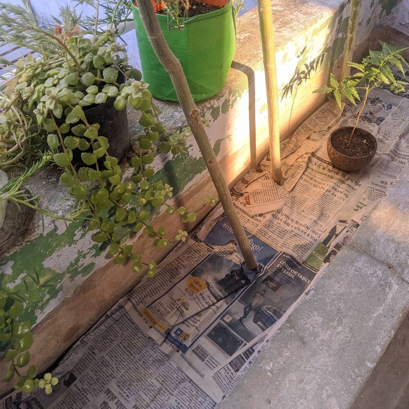 Newspaper Mulching